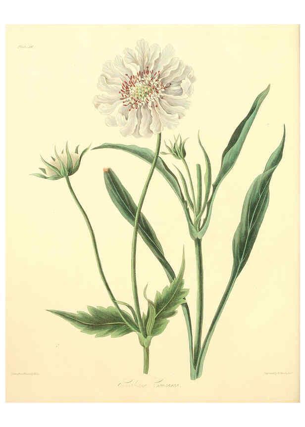 Reproducción/Reproduction 6048970809: Floral illustrations of the seasons London,Robert Havell,1831 [i.e. 1829] 