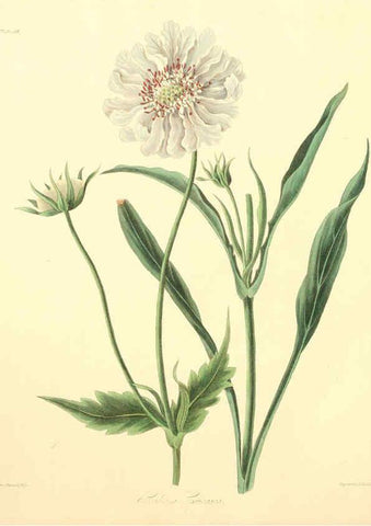 Reproducción/Reproduction 6048970809: Floral illustrations of the seasons London,Robert Havell,1831 [i.e. 1829] 
