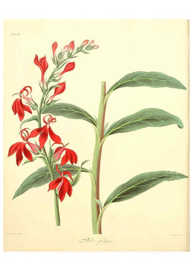 Reproducción/Reproduction 6049524096: Floral illustrations of the seasons London,Robert Havell,1831 [i.e. 1829] 