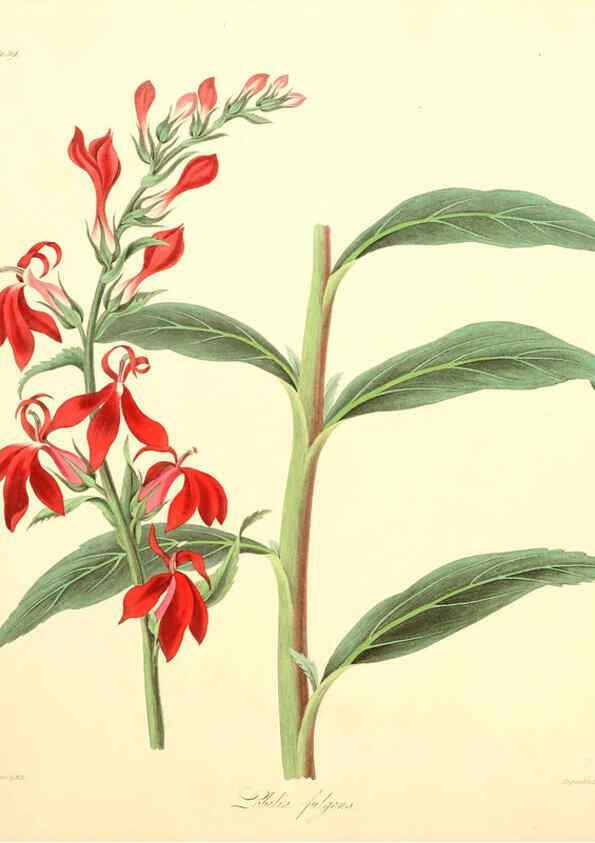 Reproducción/Reproduction 6049524096: Floral illustrations of the seasons London,Robert Havell,1831 [i.e. 1829] 