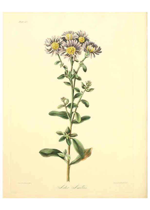 Reproducción/Reproduction 6049524270: Floral illustrations of the seasons London,Robert Havell,1831 [i.e. 1829] 