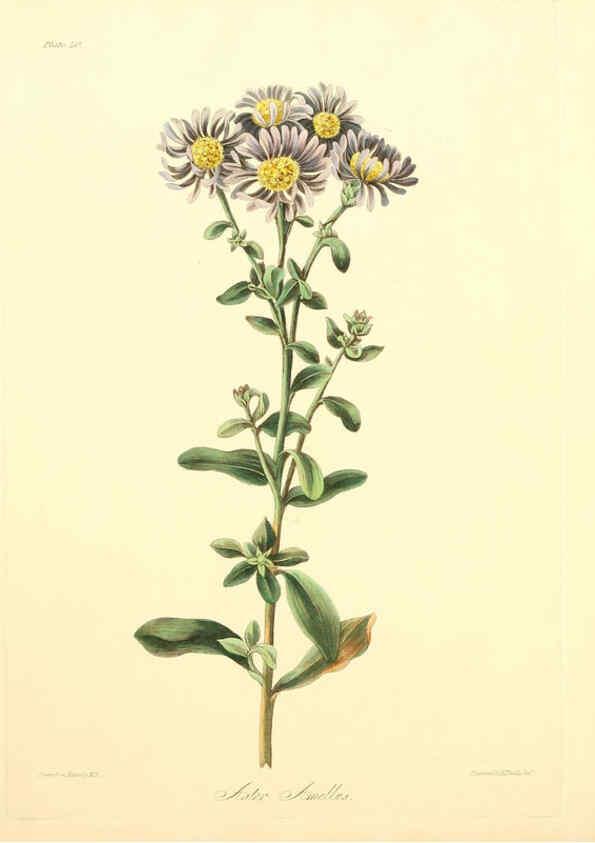 Reproducción/Reproduction 6049524270: Floral illustrations of the seasons London,Robert Havell,1831 [i.e. 1829] 