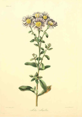 Reproducción/Reproduction 6049524270: Floral illustrations of the seasons London,Robert Havell,1831 [i.e. 1829] 