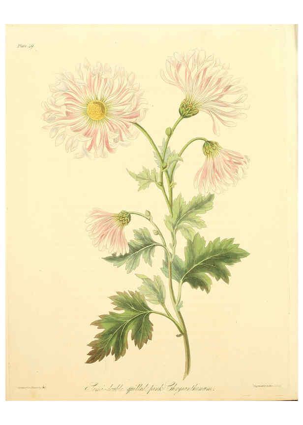 Reproducción/Reproduction 6048971385: Floral illustrations of the seasons London,Robert Havell,1831 [i.e. 1829] 