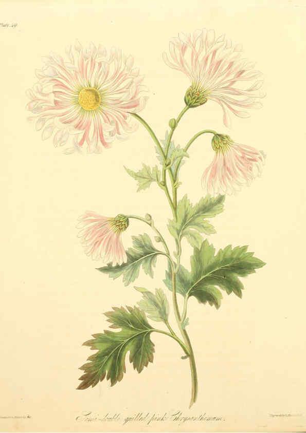 Reproducción/Reproduction 6048971385: Floral illustrations of the seasons London,Robert Havell,1831 [i.e. 1829] 