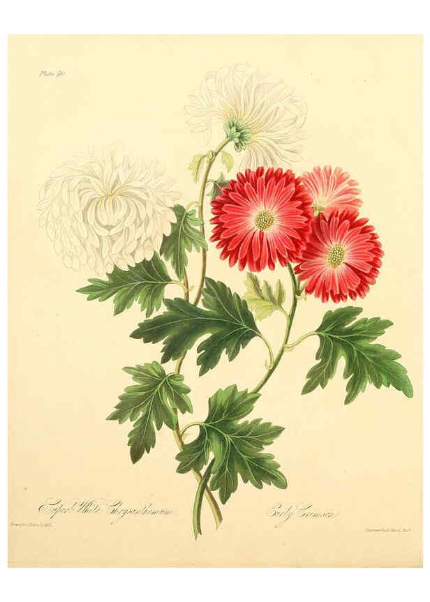 Reproducción/Reproduction 6048971811: Floral illustrations of the seasons London,Robert Havell,1831 [i.e. 1829] 