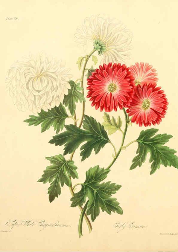 Reproducción/Reproduction 6048971811: Floral illustrations of the seasons London,Robert Havell,1831 [i.e. 1829] 