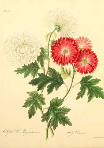Reproducción/Reproduction 6048971811: Floral illustrations of the seasons London,Robert Havell,1831 [i.e. 1829] 
