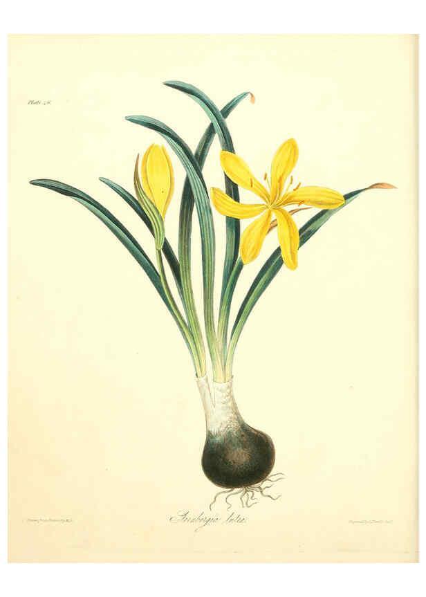 Reproducción/Reproduction 6049013049: Floral illustrations of the seasons London,Robert Havell,1831 [i.e. 1829] 