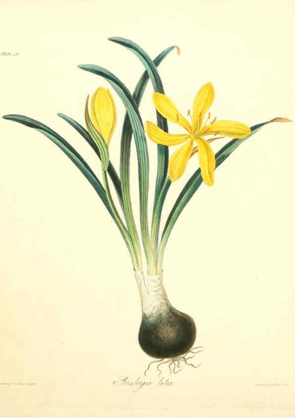 Reproducción/Reproduction 6049013049: Floral illustrations of the seasons London,Robert Havell,1831 [i.e. 1829] 