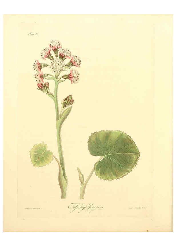 Reproducción/Reproduction 6049525040: Floral illustrations of the seasons London,Robert Havell,1831 [i.e. 1829] 