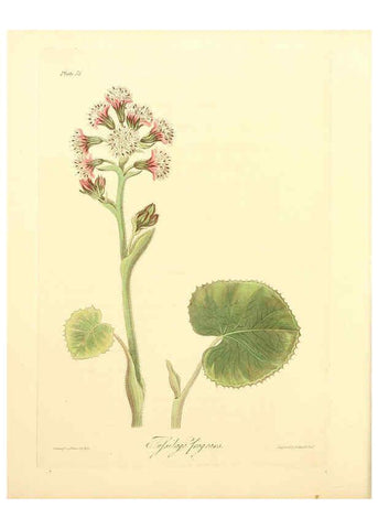 Reproducción/Reproduction 6049525040: Floral illustrations of the seasons London,Robert Havell,1831 [i.e. 1829] 