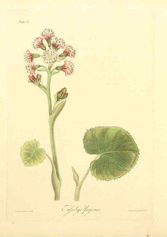 Reproducción/Reproduction 6049525040: Floral illustrations of the seasons London,Robert Havell,1831 [i.e. 1829] 