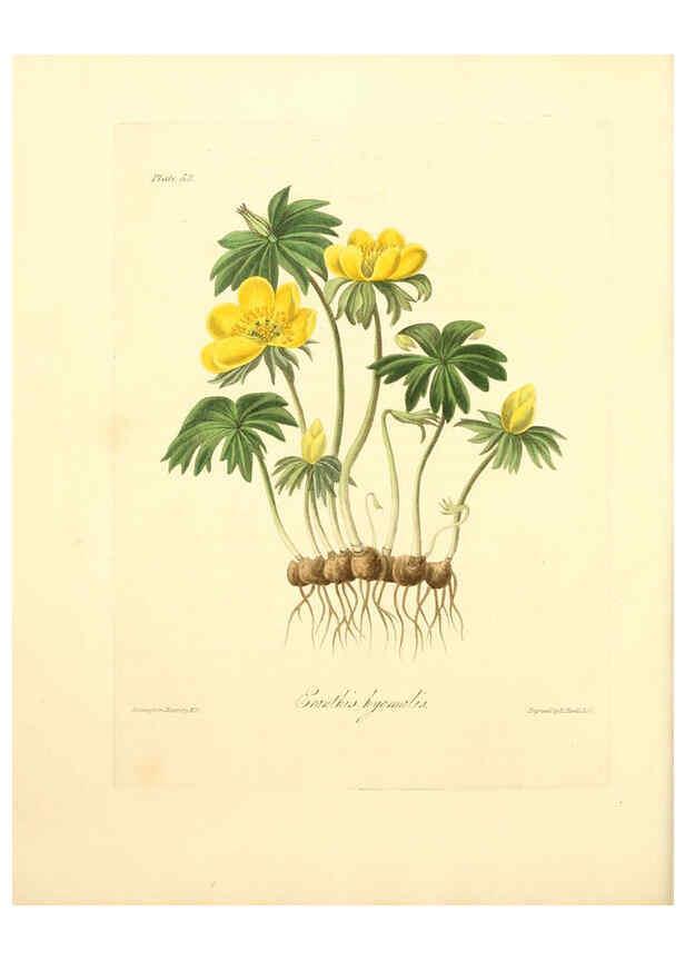 Reproducción/Reproduction 6049525654: Floral illustrations of the seasons London,Robert Havell,1831 [i.e. 1829] 