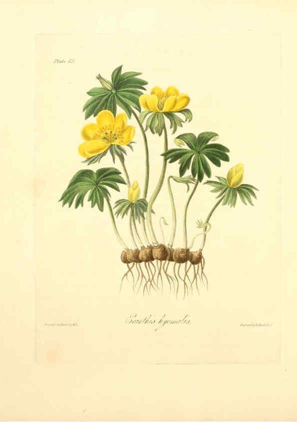 Reproducción/Reproduction 6049525654: Floral illustrations of the seasons London,Robert Havell,1831 [i.e. 1829] 