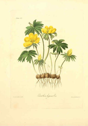 Reproducción/Reproduction 6049525654: Floral illustrations of the seasons London,Robert Havell,1831 [i.e. 1829] 