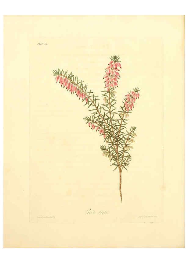 Reproducción/Reproduction 6049525916: Floral illustrations of the seasons London,Robert Havell,1831 [i.e. 1829] 