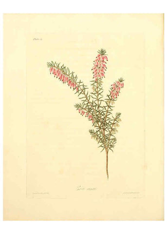 Reproducción/Reproduction 6049525916: Floral illustrations of the seasons London,Robert Havell,1831 [i.e. 1829] 