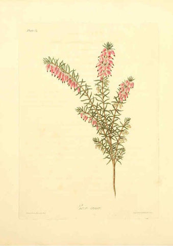 Reproducción/Reproduction 6049525916: Floral illustrations of the seasons London,Robert Havell,1831 [i.e. 1829] 