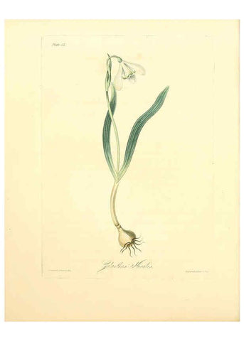 Reproducción/Reproduction 6048973247: Floral illustrations of the seasons London,Robert Havell,1831 [i.e. 1829] 