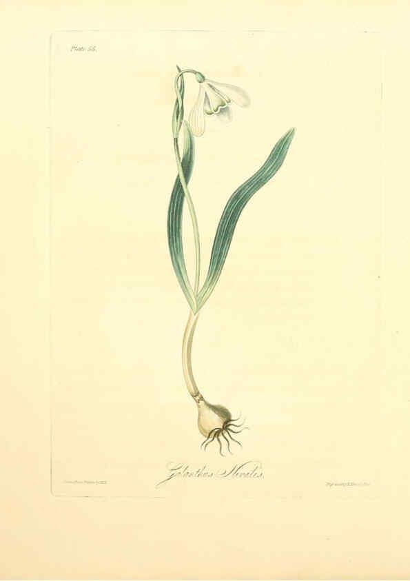 Reproducción/Reproduction 6048973247: Floral illustrations of the seasons London,Robert Havell,1831 [i.e. 1829] 