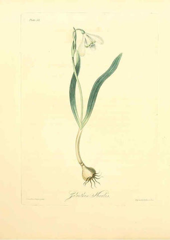Reproducción/Reproduction 6048973247: Floral illustrations of the seasons London,Robert Havell,1831 [i.e. 1829] 