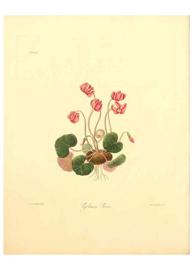 Reproducción/Reproduction 6048973437: Floral illustrations of the seasons London,Robert Havell,1831 [i.e. 1829] 