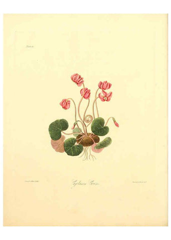 Reproducción/Reproduction 6048973437: Floral illustrations of the seasons London,Robert Havell,1831 [i.e. 1829] 