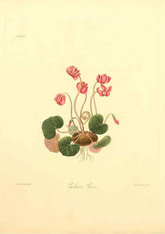 Reproducción/Reproduction 6048973437: Floral illustrations of the seasons London,Robert Havell,1831 [i.e. 1829] 