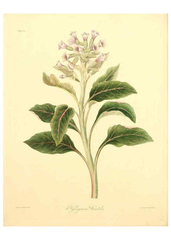 Reproducción/Reproduction 6048973627: Floral illustrations of the seasons London,Robert Havell,1831 [i.e. 1829] 