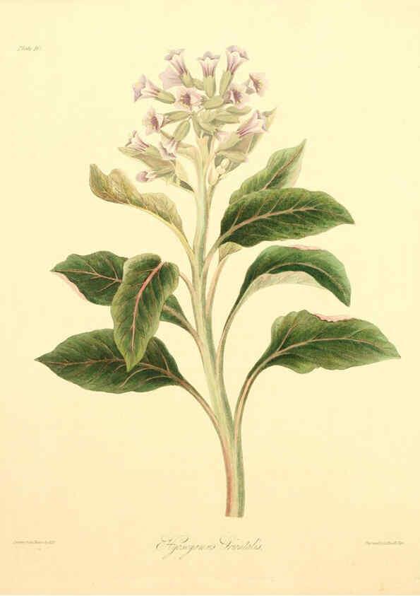 Reproducción/Reproduction 6048973627: Floral illustrations of the seasons London,Robert Havell,1831 [i.e. 1829] 