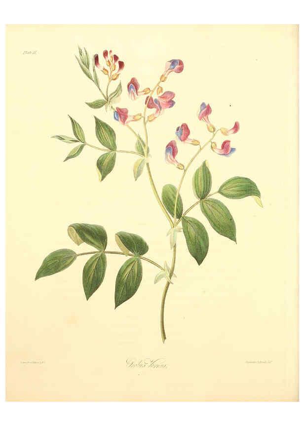 Reproducción/Reproduction 6049526792: Floral illustrations of the seasons London,Robert Havell,1831 [i.e. 1829] 