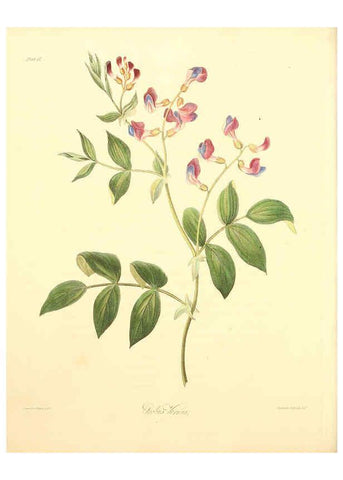 Reproducción/Reproduction 6049526792: Floral illustrations of the seasons London,Robert Havell,1831 [i.e. 1829] 