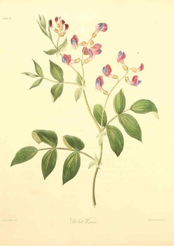Reproducción/Reproduction 6049526792: Floral illustrations of the seasons London,Robert Havell,1831 [i.e. 1829] 
