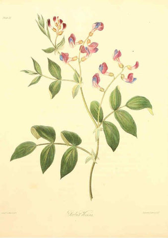 Reproducción/Reproduction 6049526792: Floral illustrations of the seasons London,Robert Havell,1831 [i.e. 1829] 