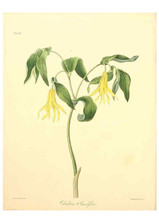 Reproducción/Reproduction 6049527002: Floral illustrations of the seasons London,Robert Havell,1831 [i.e. 1829] 