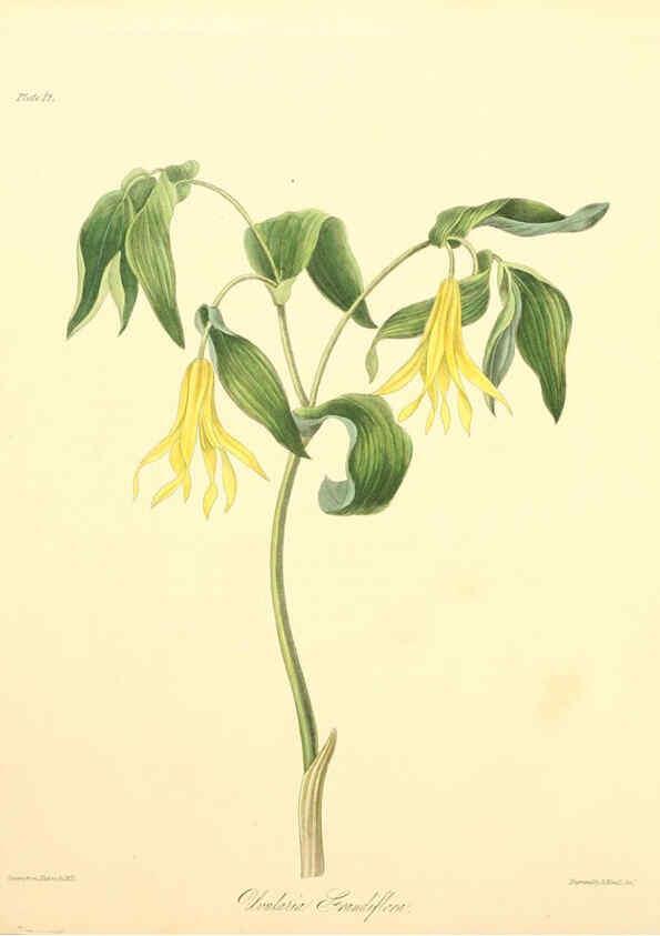 Reproducción/Reproduction 6049527002: Floral illustrations of the seasons London,Robert Havell,1831 [i.e. 1829] 