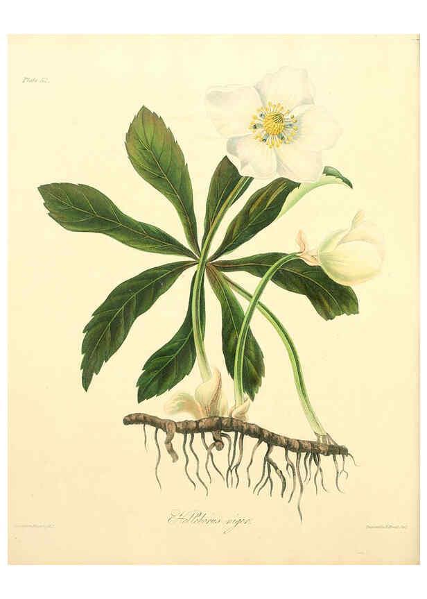 Reproducción/Reproduction 6049525254: Floral illustrations of the seasons London,Robert Havell,1831 [i.e. 1829] 