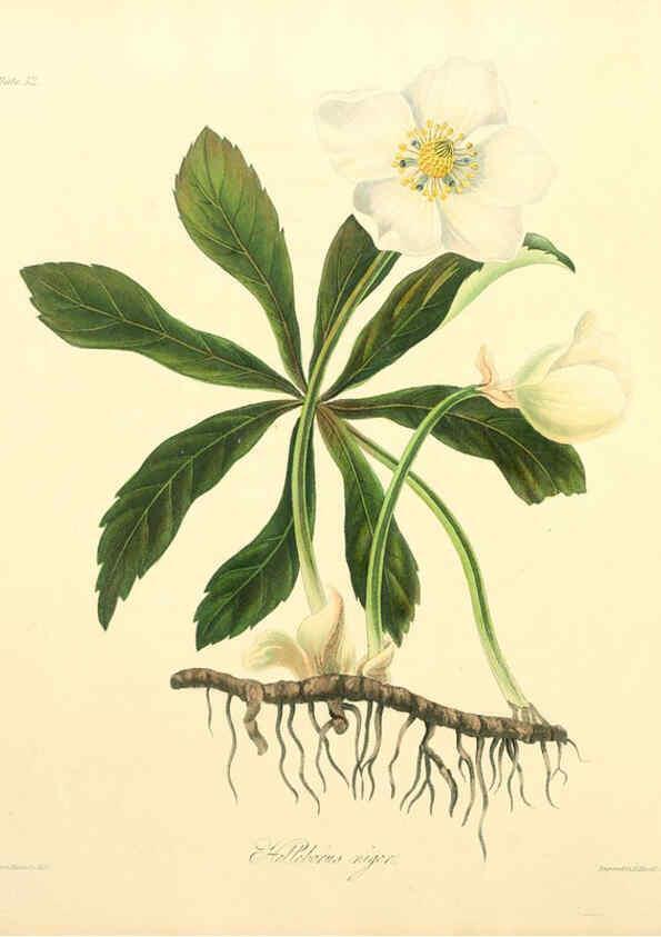 Reproducción/Reproduction 6049525254: Floral illustrations of the seasons London,Robert Havell,1831 [i.e. 1829] 