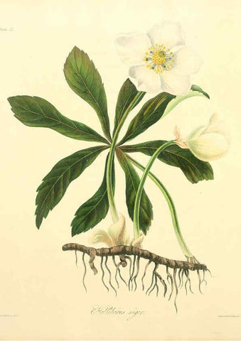 Reproducción/Reproduction 6049525254: Floral illustrations of the seasons London,Robert Havell,1831 [i.e. 1829] 