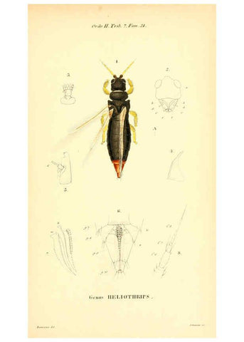 Reproducción/Reproduction 6049329049: Genera quædam insectorum. Iconibus illustravit et descripsit Hermannus Burmeister ... Volumen I. continet tabulas XL. Berlini,sumtibus A. Burmeister,1838-46