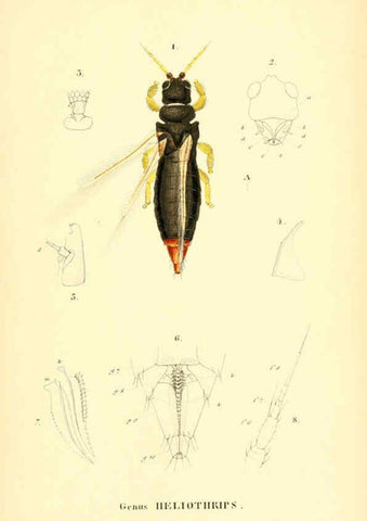 Reproducción/Reproduction 6049329049: Genera quædam insectorum. Iconibus illustravit et descripsit Hermannus Burmeister ... Volumen I. continet tabulas XL. Berlini,sumtibus A. Burmeister,1838-46