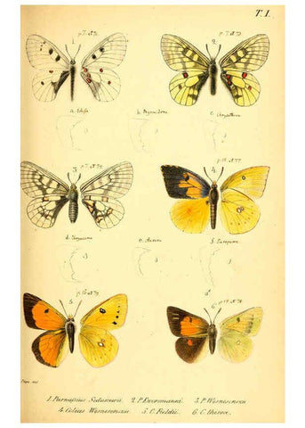 Reproducción/Reproduction 6049827568: Enumeratio corporum animalium Musei imperialis Academiae scientiarum Petropolitanae Petropoli :Typis Academiae scientiarum imperialis,1855-1863