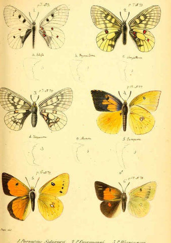 Reproducción/Reproduction 6049827568: Enumeratio corporum animalium Musei imperialis Academiae scientiarum Petropolitanae Petropoli :Typis Academiae scientiarum imperialis,1855-1863