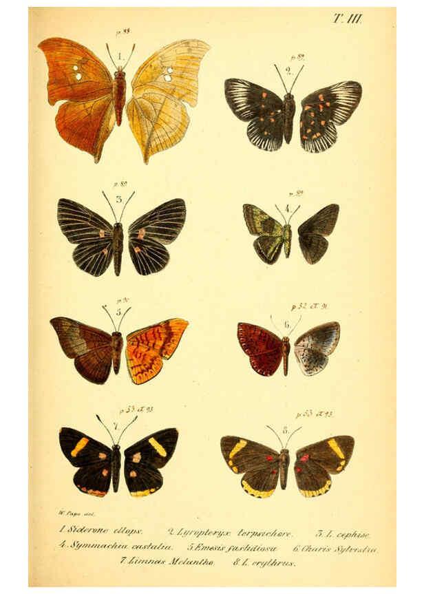 Reproducción/Reproduction 6049828400: Enumeratio corporum animalium Musei imperialis Academiae scientiarum Petropolitanae Petropoli :Typis Academiae scientiarum imperialis,1855-1863
