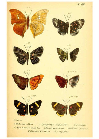 Reproducción/Reproduction 6049828400: Enumeratio corporum animalium Musei imperialis Academiae scientiarum Petropolitanae Petropoli :Typis Academiae scientiarum imperialis,1855-1863