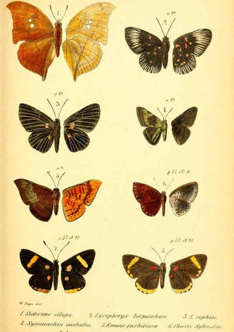 Reproducción/Reproduction 6049828400: Enumeratio corporum animalium Musei imperialis Academiae scientiarum Petropolitanae Petropoli :Typis Academiae scientiarum imperialis,1855-1863