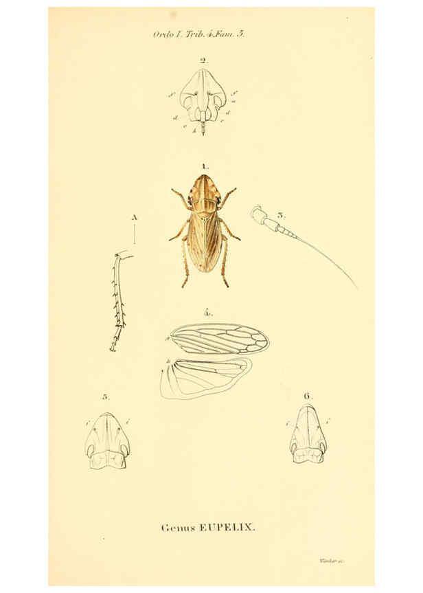 Reproducción/Reproduction 6049323559: Genera quædam insectorum. Iconibus illustravit et descripsit Hermannus Burmeister ... Volumen I. continet tabulas XL. Berlini,sumtibus A. Burmeister,1838-46