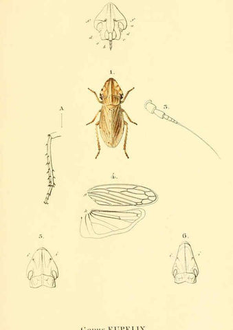 Reproducción/Reproduction 6049323559: Genera quædam insectorum. Iconibus illustravit et descripsit Hermannus Burmeister ... Volumen I. continet tabulas XL. Berlini,sumtibus A. Burmeister,1838-46
