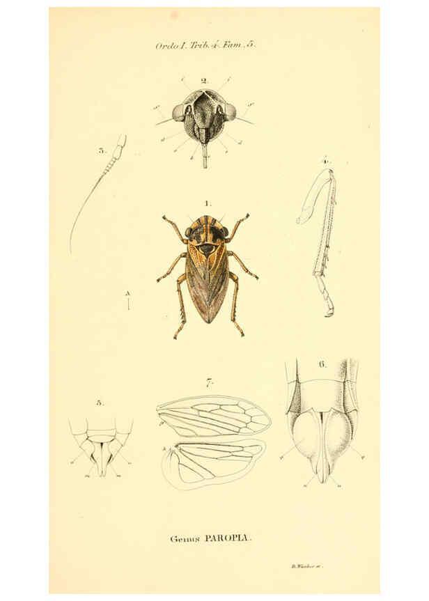 Reproducción/Reproduction 6049876344: Genera quædam insectorum. Iconibus illustravit et descripsit Hermannus Burmeister ... Volumen I. continet tabulas XL. Berlini,sumtibus A. Burmeister,1838-46